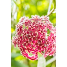 Velora Nura Botanik Mum Çiçeği Kırmızı, 15-20 Cm, 1. Kalite Fidan