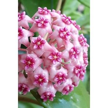 Velora Nura Botanik Mum Çiçeği Dantelli Pembe 10-15CM Ev Salon Bitkisi