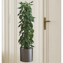 NW NessiWorld Saksılı Bitki Tasarımlı Yapışkanlı Sticker Resim 90*30 cm MC-665
