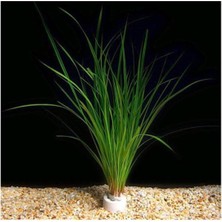 Uravas Store Cyperus Juncus Saksı Canlı Bitki