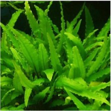 Uravas Store Cryptocoryne Wendtii Green Saksı Canlı Bitki