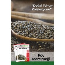 Patika Botanik 500 Adet Köy Mercimeği Tohumu