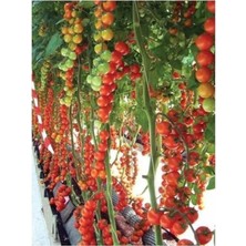 Bemy Ticaret Sırık Cherry Domates 50 Tohum