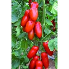 Bemy Ticaret Look San Marzano Domates Tohumu / 5+ Adet Tohum TH-THMCMTHM389
