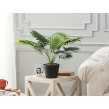 Uravas Store Madame Coco Plaquela Saksılı Bitki