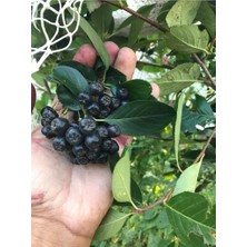 Isparta Gülü Saksılı Aronia (Aronya) Fidanı 10-20 cm