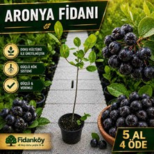 Fidanköy Aronya Bahce Kurulumuna Uygun Doku Kültürü Uretimi