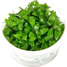 1001 Akvaryum Bitkileri Staurogyne Repens Cup In Vitro Canlı Bitki