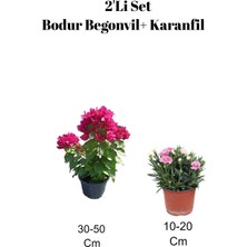 Aesco Serada Decor & Plant 2'li Set Bodur Begonvil + Karanfil Çiçeği Dış Mekan Bitkisi, Çok Renkli