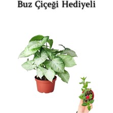Aesco Nura Botanik Melek Kanadı Bitkisi, Zarif Yapraklı, Buz Çiçeği Hediyeli, Sevgililer Günü Hediyesi