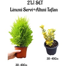 Aesco Gardenbox Limoni Servi Fidanı 30-40CM + Altuni Taflan 30-40CM 2'li Set Saksılı Bahçe Bitkisi