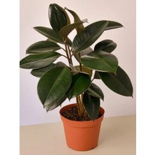 Aesco Serada Decor & Plant Mini Boy Kauçuk Fidanı, 2'li Dikim, 20-45CM, Saksılı, Yeşil