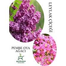 Aesco Nura Botanik Kokulu Leylak Çiçeği Fidanı Saksılı 30-60CM + Pembe Oya Fidanı 30-60CM, Çok Renkli, Set