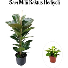 Aesco Nura Botanik Sarı Milii Kaktüs Hediyeli, Parlak Canlı Yapraklı Kauçuk Bitkisi