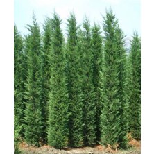 Aesco Nura Botanik Leylandi Fidanı, 10 Adet, Saksılı Tüplü, 30-60CM, Çok Renkli