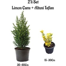 Aesco Nura Botanik Kokulu Limon Çamı + Altuni Taflan 2'li Set Saksılı Bahçe Bitkisi
