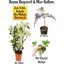 Aesco Nura Botanik Beyaz Begonvil Çiçeği, Mor Salkım Ağacı Fidanı, Itır Çiçeği Hediyeli Bahçe Peyzaj Seti