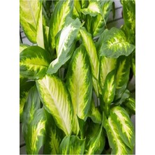 Aesco Serada Decor & Plant Difenbahya Çiçeği Fidanı, 20-40CM, Tüplü, Çiçekli Bodur Bitki, Dieffenbachia