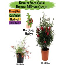 Aesco Nura Botanik Kırmızı Fırça Çalısı, Kırmızı Mercan Çiçeği, Buz Çiçeği Peyzaj Seti, 3'lü Set