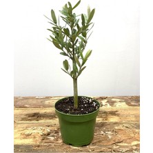 Aesco Nura Botanik Hediyelik Bonsai Zeytini, 25-30 cm