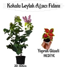 Aesco Nura Botanik Kokulu Leylak Ağacı Fidanı Saksılı 30-60CM, Yaprak Güzeli Çiçeği Hediyeli