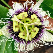 Ideapazar Tüplü Passiflora Edulis Maruçya Fidanı