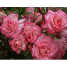 Aesco Serada Decor & Plant Sarmaşık Gül Fidanı, Açık Pembe, 90-140 Cm, 1 Adet Tüplü Aşılı Gül