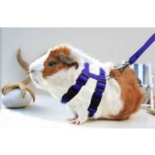 Ozzipetshop Ginepig Gine Pig Tasması Özel Patentli Tasarım
