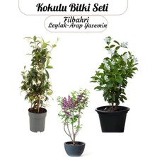 Aesco Gardenbox 3'lü Kokulu Bahçe Çiçeği Seti, Filbahri, Arap Yasemin, Leylak, Saksılı