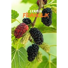 Çermik Fidancılık 10 Adet Aşılı Kara Dut Fidanı ( Ürüm Tütü )