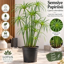 Lotus Botanik Japon Şemsiyesi Çiçeği Cyperus Alternifolius – Şemsiye Palmiyesi Saksılı Canlı Salon Bitkisi - Iç Mekan Bitkisi - Dış Mekan Bitkisi