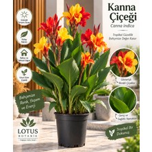 Lotus Botanik Kanna Çiçeği (Canna Indica) Sarı Kırmızı Çiçekli Saksılı Canlı Salon Bitkisi Veya Bahçe Bitkisi