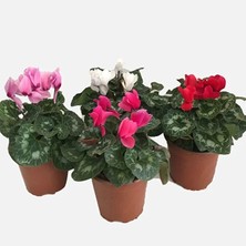 The Best Online Sarmask Cyclamen Sürpriz Renk Sıklamen, Saksıda