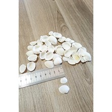 Kuzeylina Gerçek Deniz Kabuğu Karışık Boy 0,5-2 cm 50 Adet