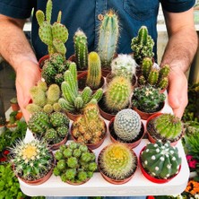 Egzotik Bahçe Egzotikbahçe 10 Farklı Dolgun Formlu Kaktüs Seti Cactus Mix Ağaç Fidanları