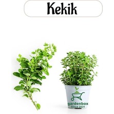 Ayrex Aromatik Bitki Kekik Fidesi, 1 Adet Saksılı, 20-30 Cm, Thymus