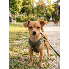 Ayrex Air-Mesh Haki Renkli Köpek Göğüs Tasması, S