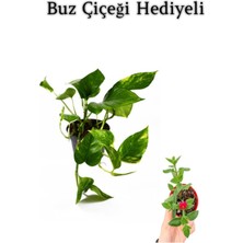 Nura Botanik Pothos Alacalı Salon Sarmaşığı, Buz Çiçeği Hediyeli