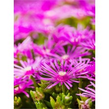 Gardenbox Mezarlık Üstü Çiçekleri, 4 Adet Mezar, Susuzluğa Dayanıklı, Mor
