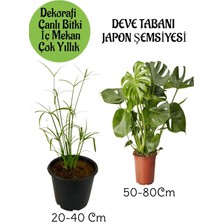 Nura Botanik Japon Şemsiyesi Saksılı + Deve Tabanı Bitkisi Saksılı Salon Seti