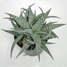 Gardenbox Aloe White Beauty Sukulent Bitkisi