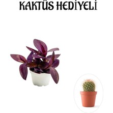Nura Botanik Mor Telgraf Kara Sevda Çiçeği, Kaktüs Hediyeli, Sevgililer Gününe Özel