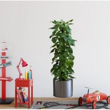 Varsoph Saksılı Bitki Tasarımlı Yapışkanlı Sticker Resim 90*30 cm (5468)