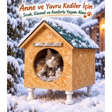 Narım Dev Bir Kedi Yuvası Kedi Barınağı Yeni Doğum Yapmış Anne Kedi ve Iki Yavru Kedi Için Idaaldir