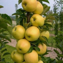 ASES Tüplü,aşılı ,4 Yaş Golden(Sarı)  Delicius Elma Fidanı Boy 150-180 cm