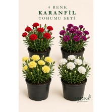 ARTUKA 4 Renk Karanfil Tohumu Özel Seti (60+ Ad) | Kırmızı, Sarı, Beyaz ve Mor Karanfil Tohumu