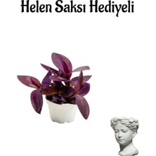 Anneler Gününe Özel Mor Telgraf- Kara Sevda Çiçeği Helen Saksı Hediyeli