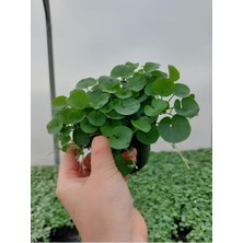 Nura Botanik Gölge Çimi Dichondra Repens Fare Kulağı 10CM Saksılı Zemin Çiçeği