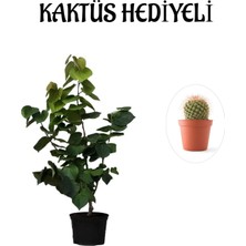Serada Decor & Plant Mor Leylak Fidanı, Kaktüs Hediyeli, Siyah Saksı