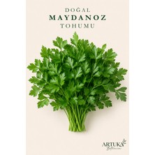 ARTUKA Doğal Maydanoz Tohumu (2500+ Ad) | Ata Tohum